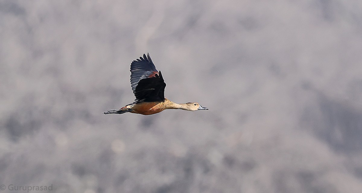 Lesser Whistling-Duck - ML646643157