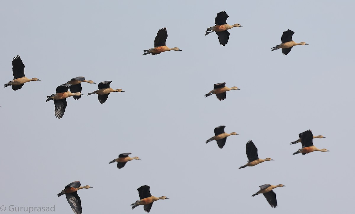 Lesser Whistling-Duck - ML646643159