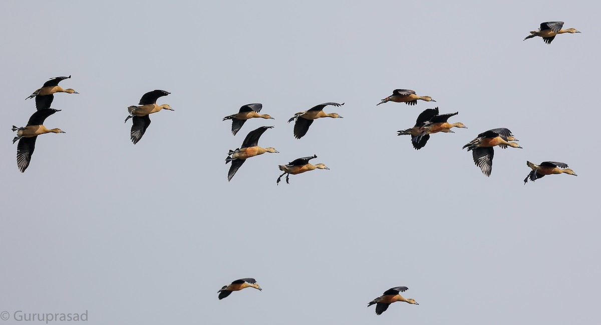 Lesser Whistling-Duck - ML646643160