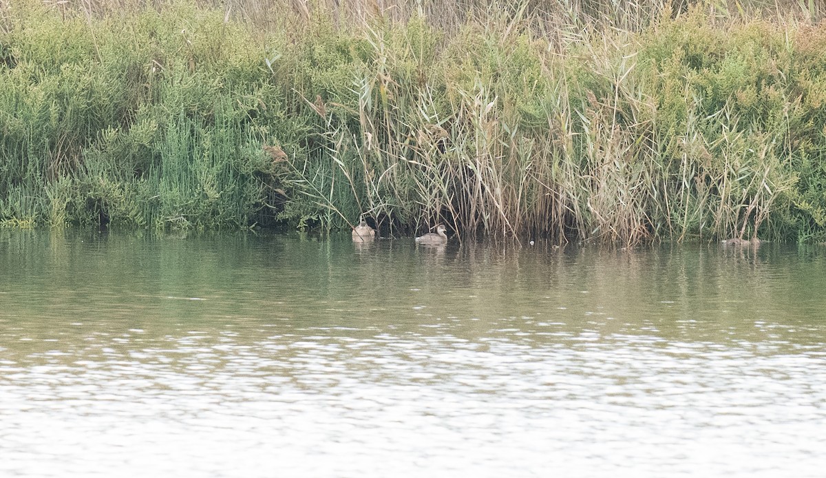 potápka malá - ML646643161