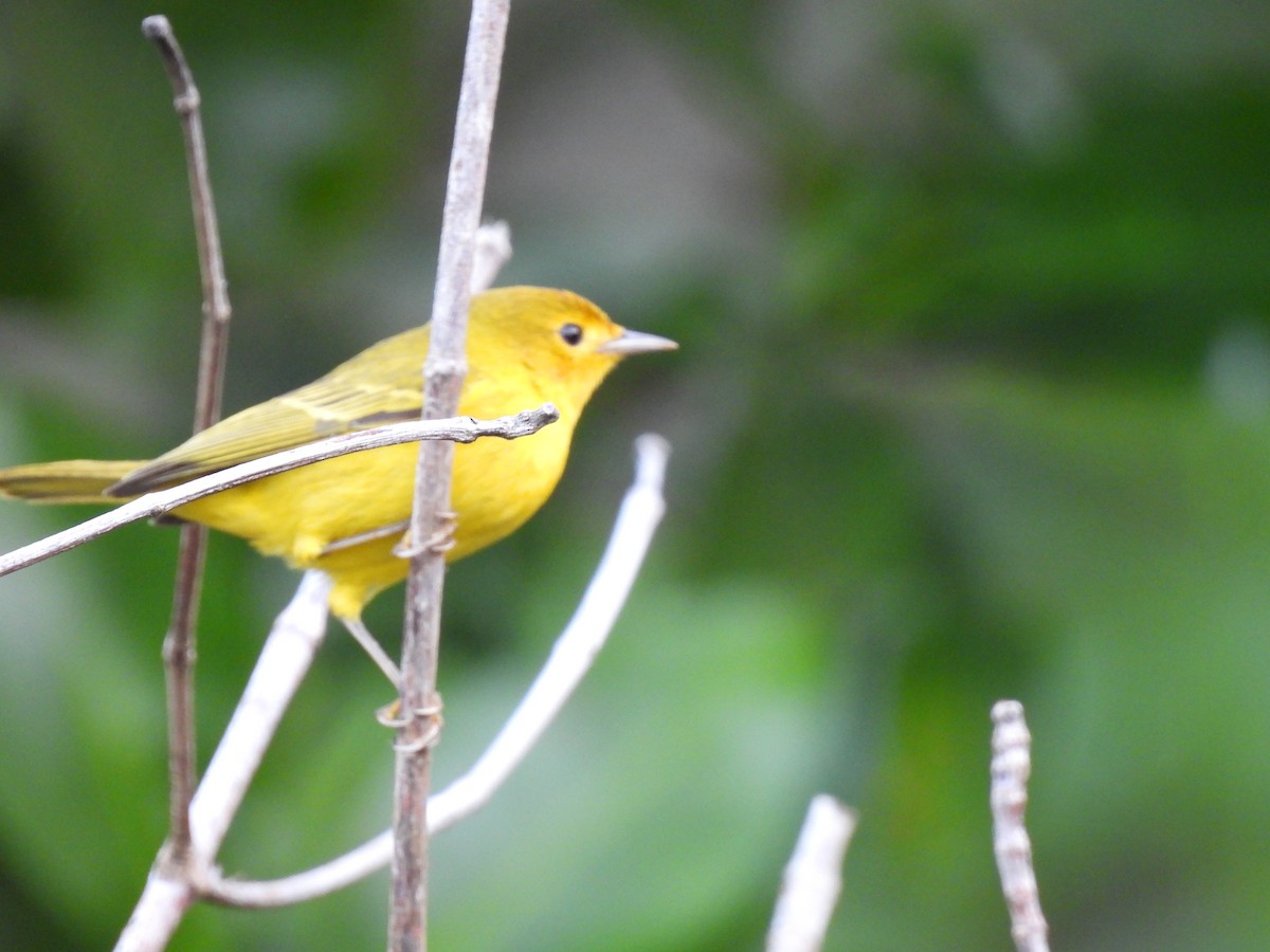 Mangrove Yellow Warbler (Mexican) - ML646643162