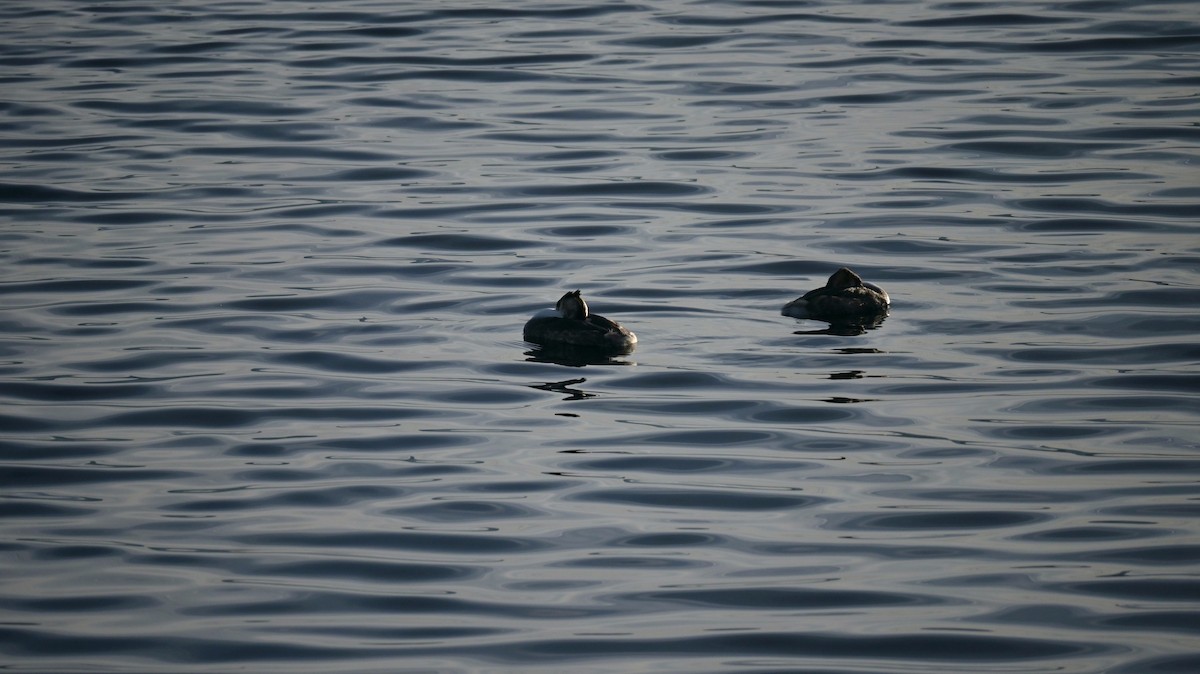 Grèbe huppé - ML646643165