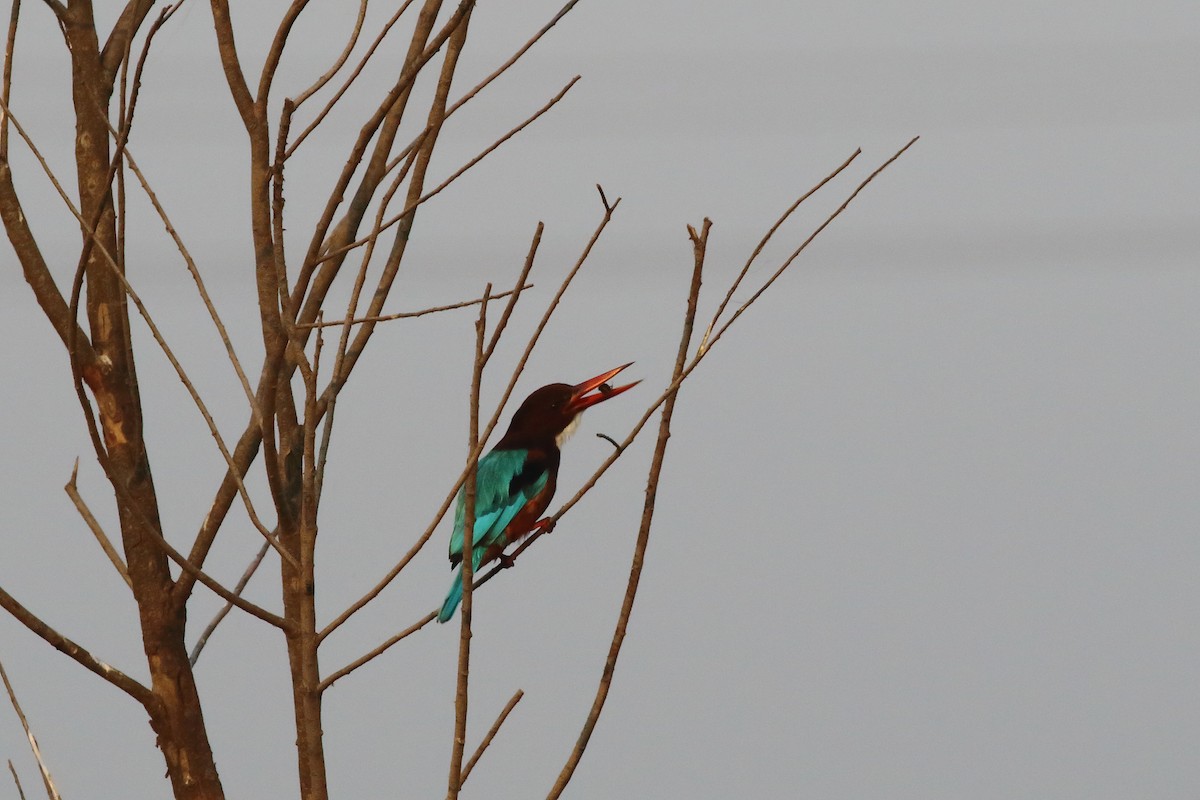 kastanjeisfugl - ML646643167