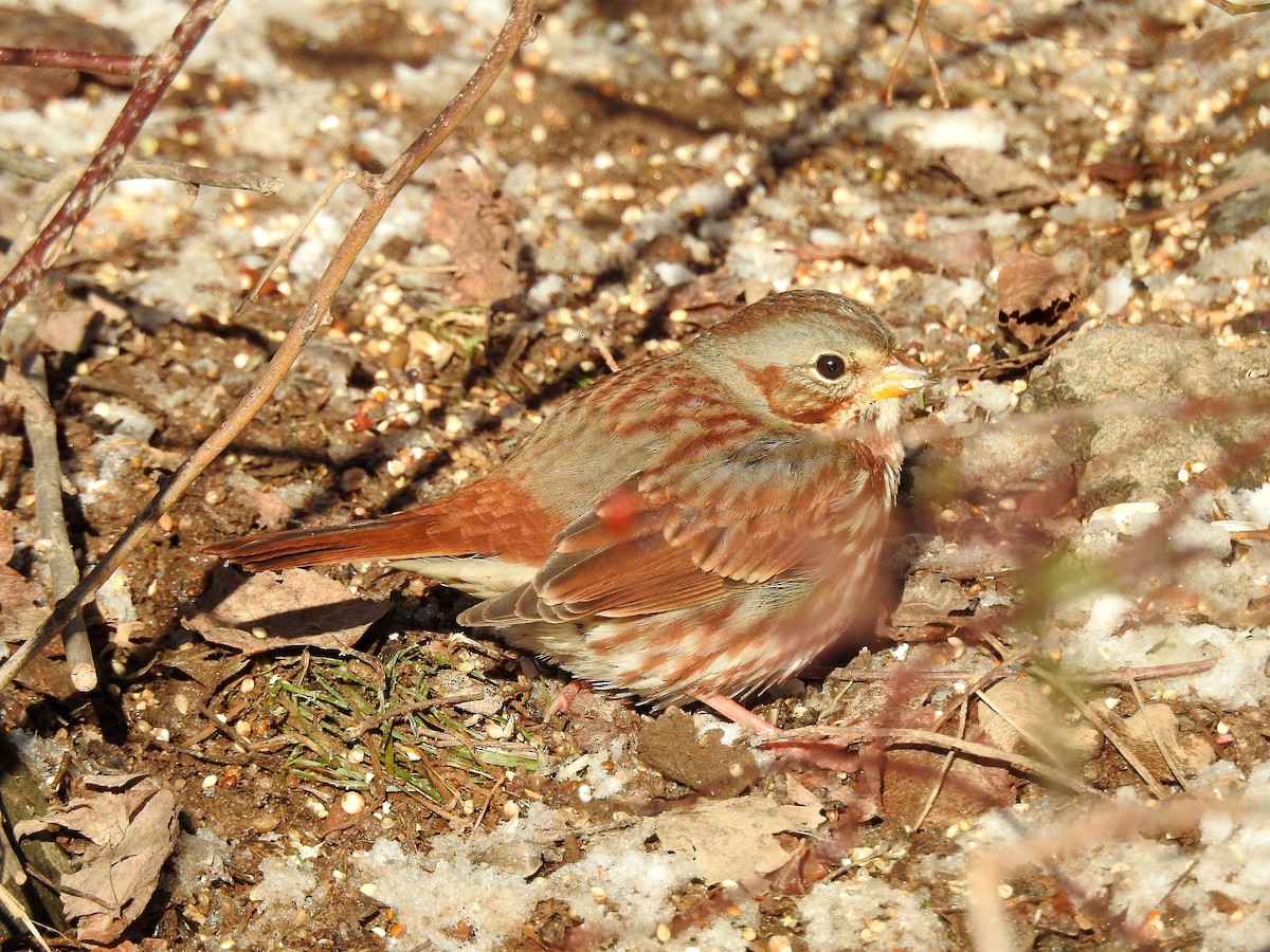 Fox Sparrow - ML646643168