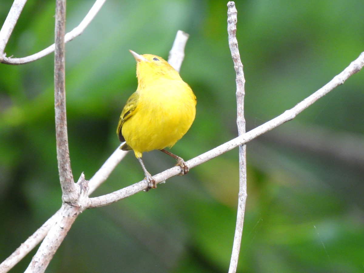 Mangrove Yellow Warbler (Mexican) - ML646643169