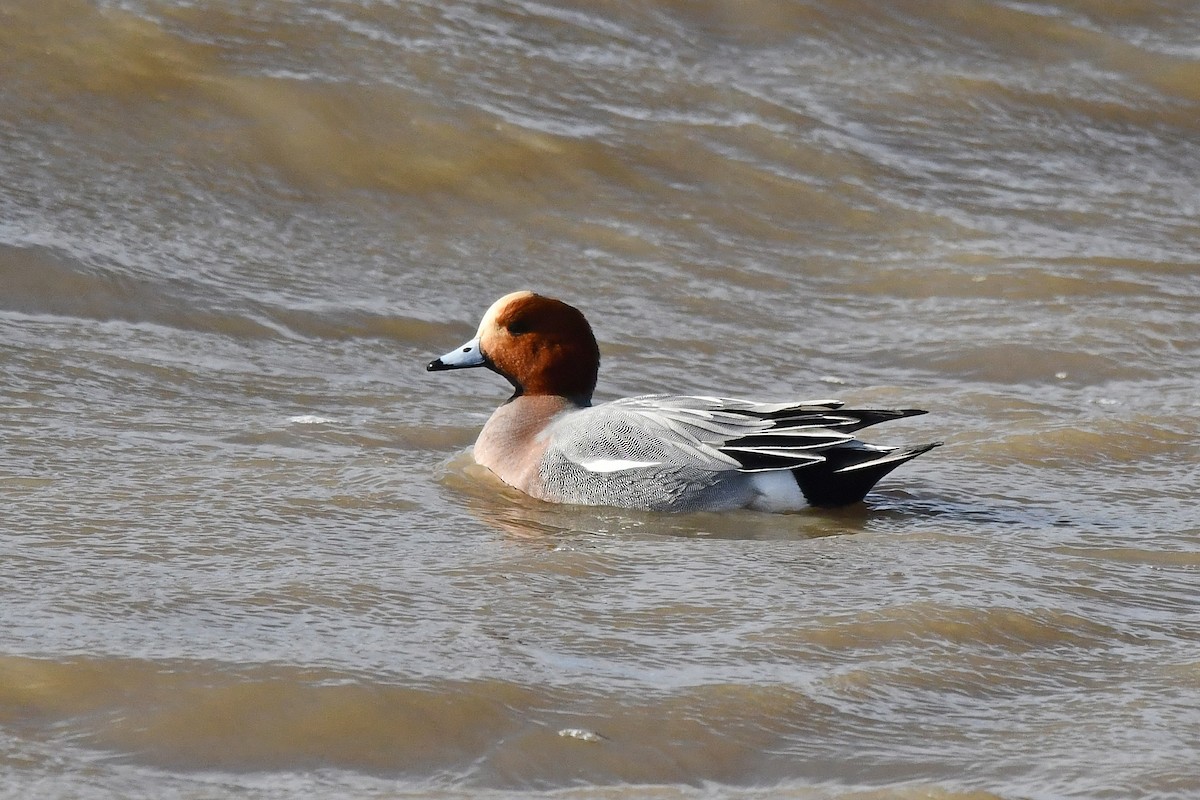 Eurasian Wigeon - ML646643180