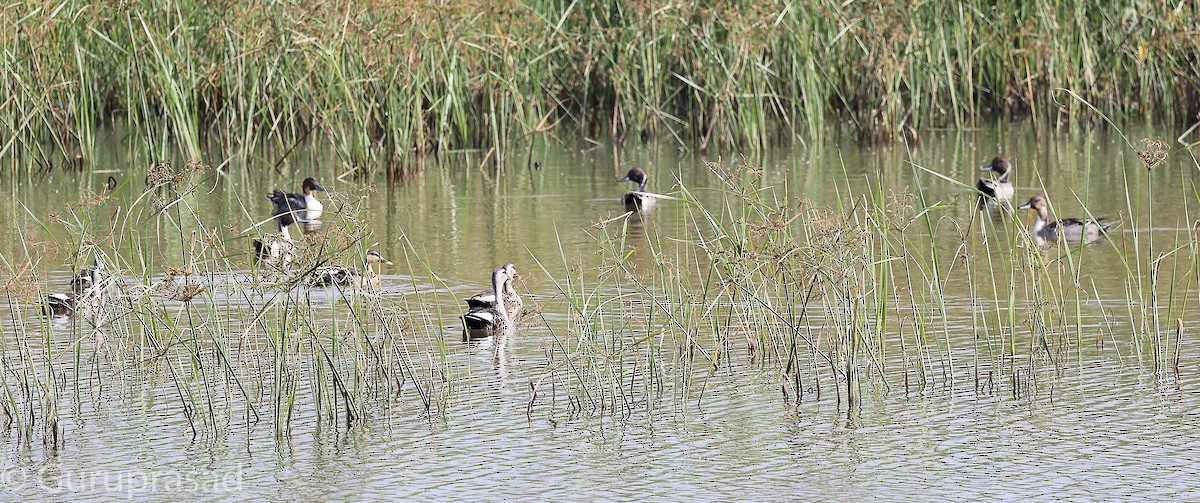 Garganey - ML646643185