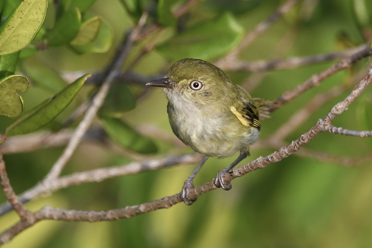 Hangnest Tody-Tyrant - ML646643187