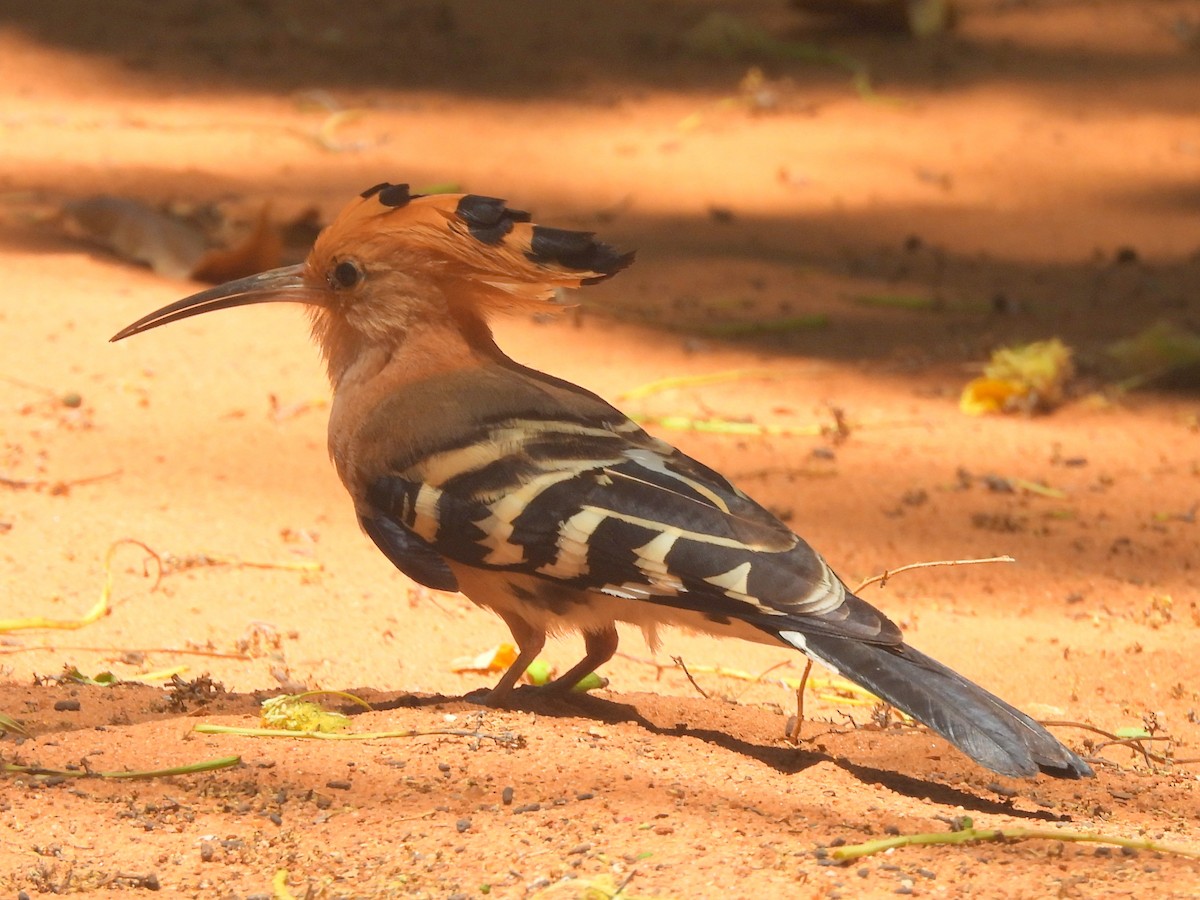 Madagascar Hoopoe - ML646643188