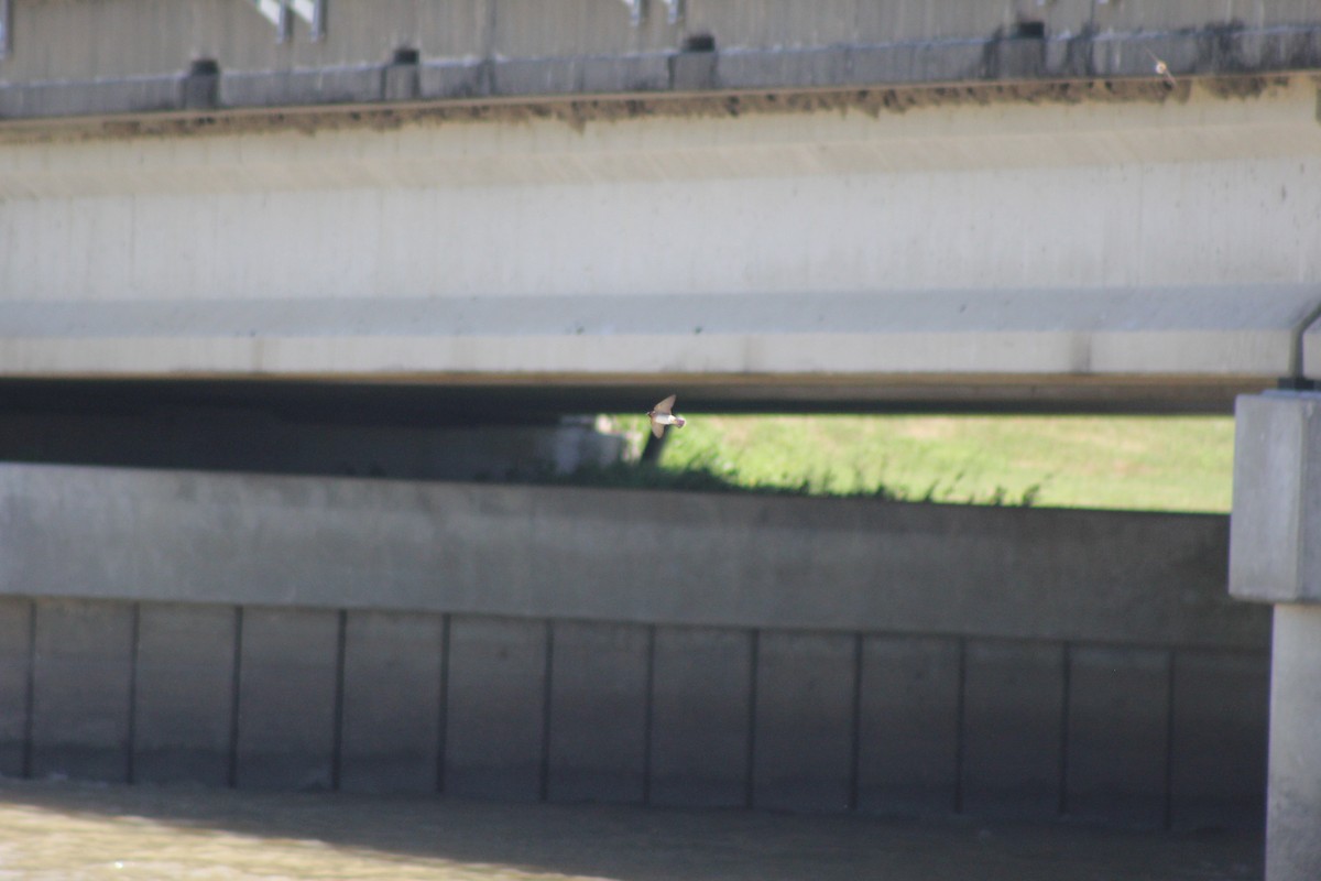 סנונית אמריקנית - ML646643190