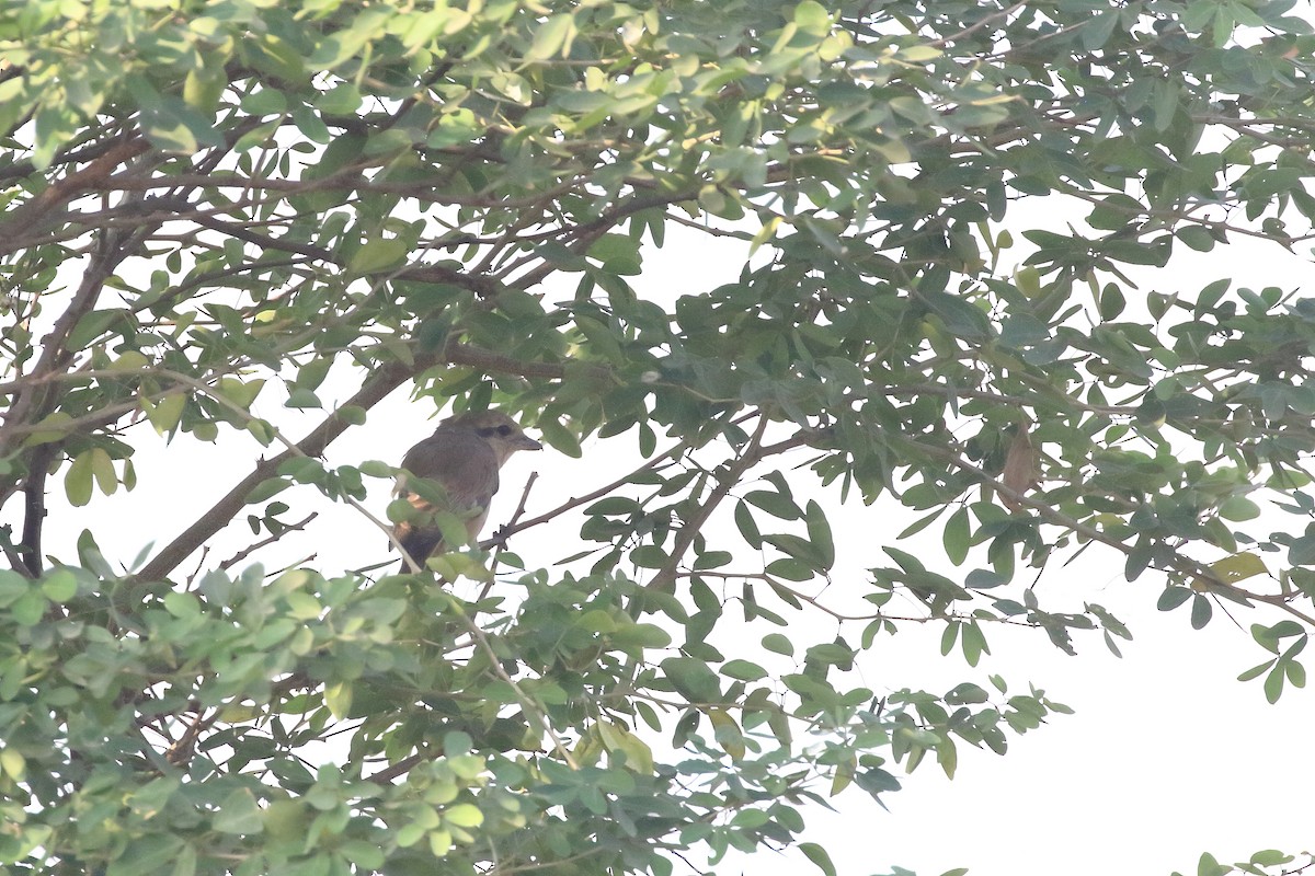 isabellavarsler - ML646643191