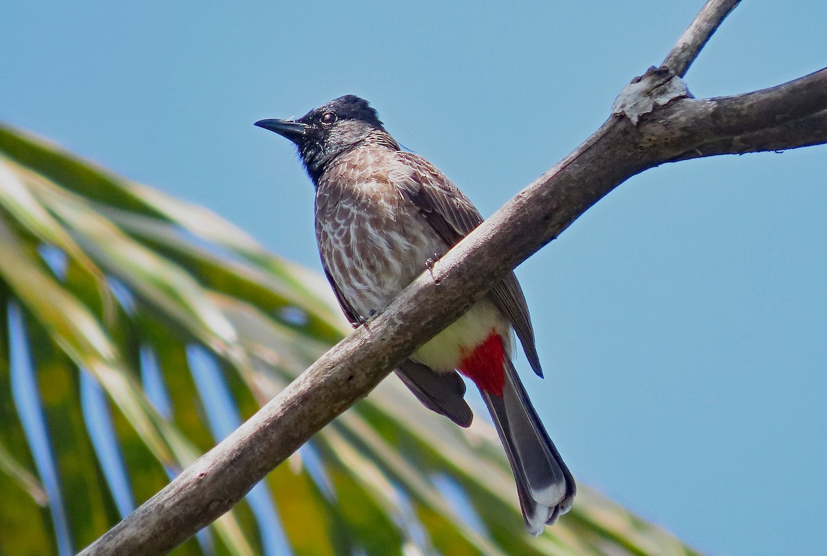 Red-vented Bulbul - ML646643192