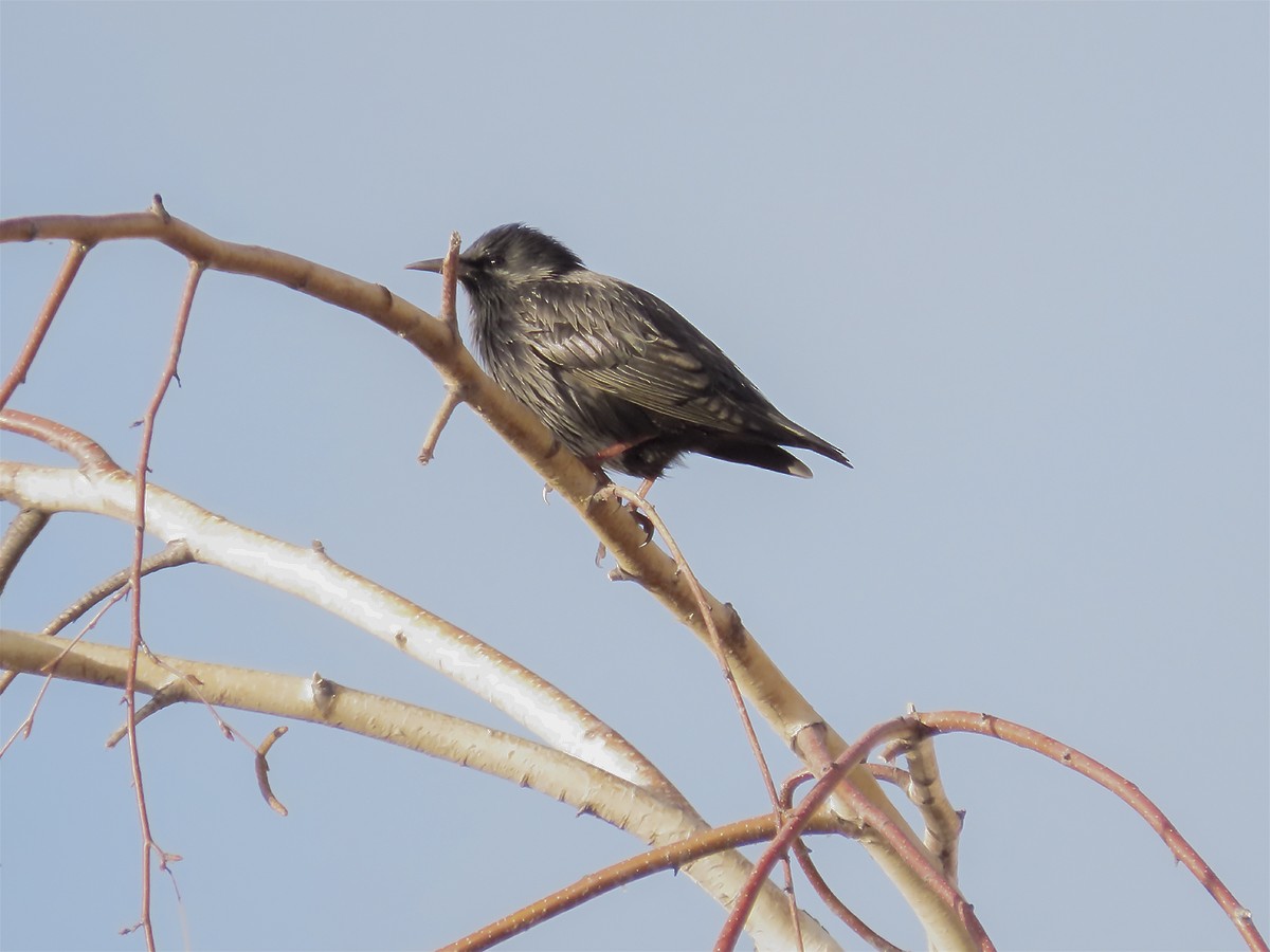 Spotless Starling - ML646643194