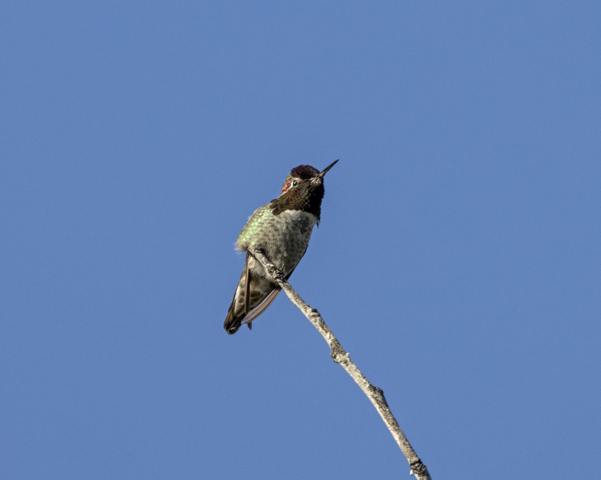 Anna's Hummingbird - ML646643198