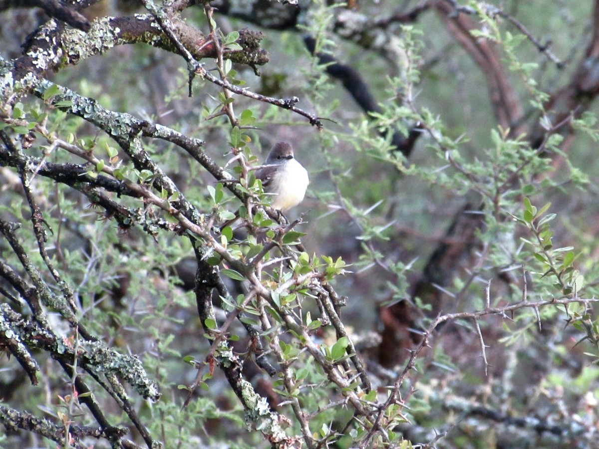 Southern Scrub-Flycatcher - ML646643199
