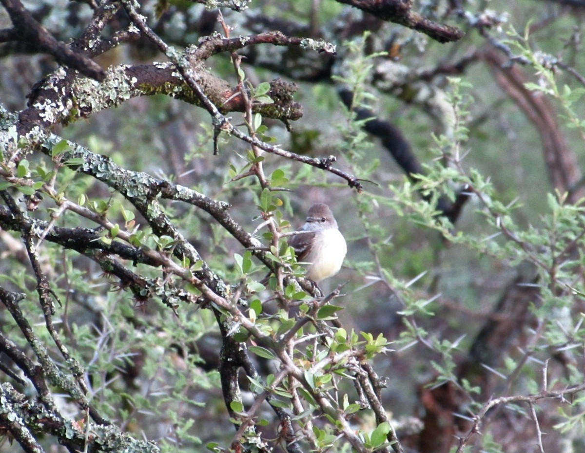 Southern Scrub-Flycatcher - ML646643200