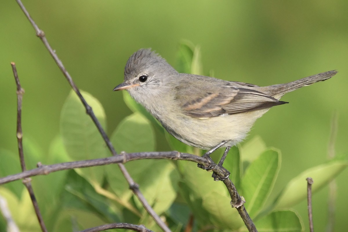 Southern Beardless-Tyrannulet - ML646643201