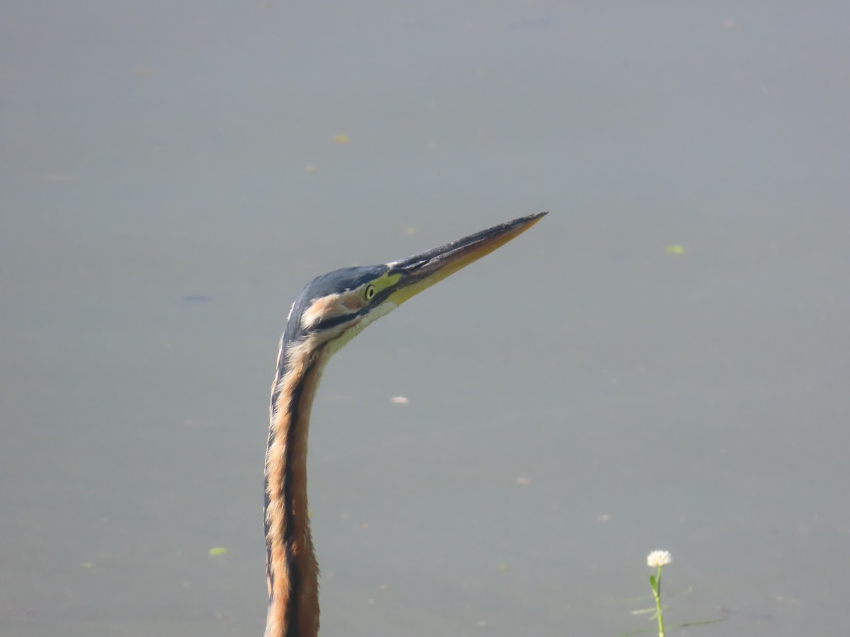 Airone rosso - ML646643202