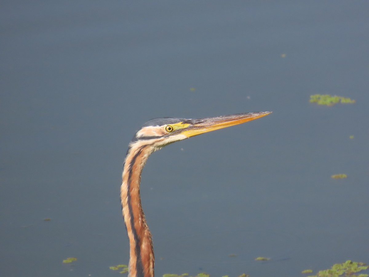 Airone rosso - ML646643203