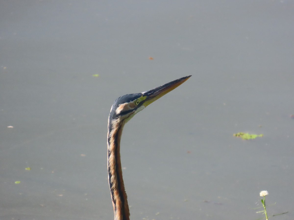 Airone rosso - ML646643204