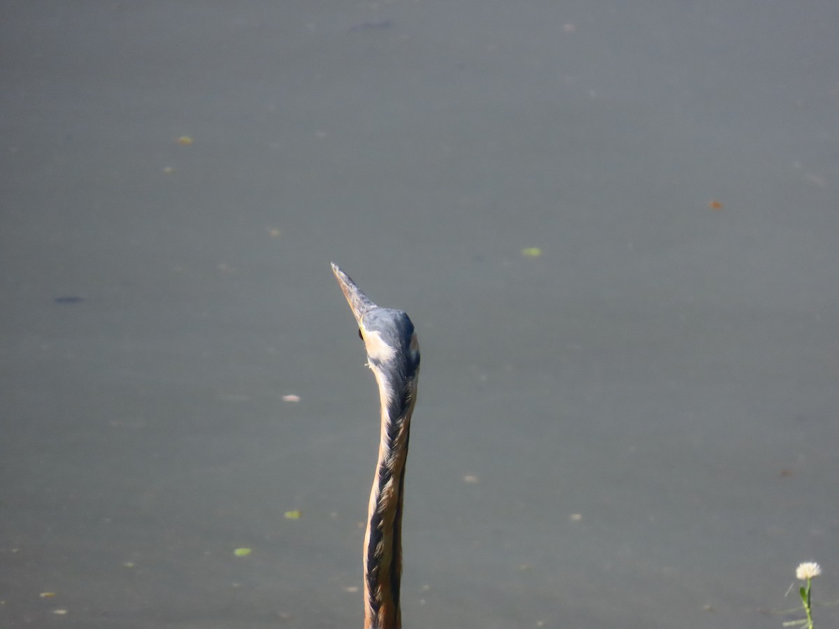 Airone rosso - ML646643205