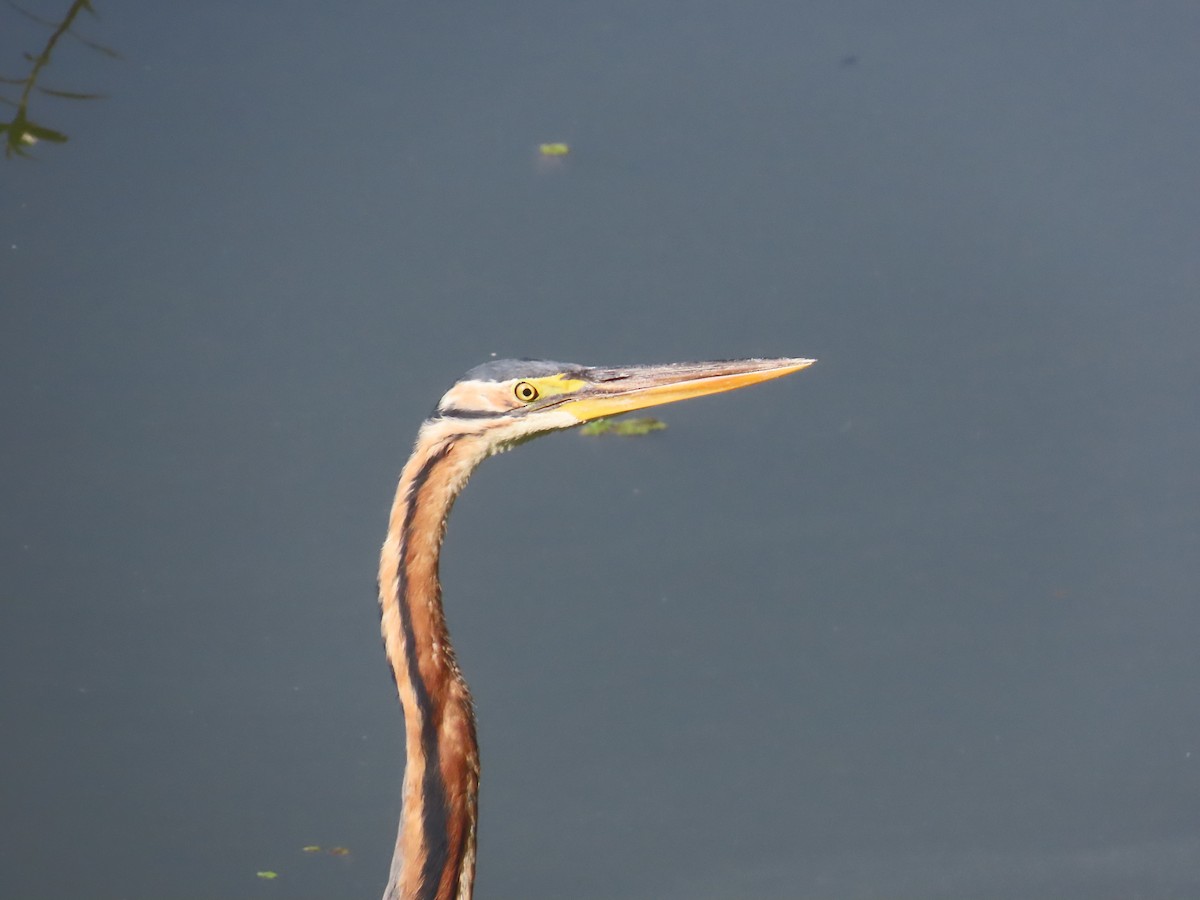 Airone rosso - ML646643206