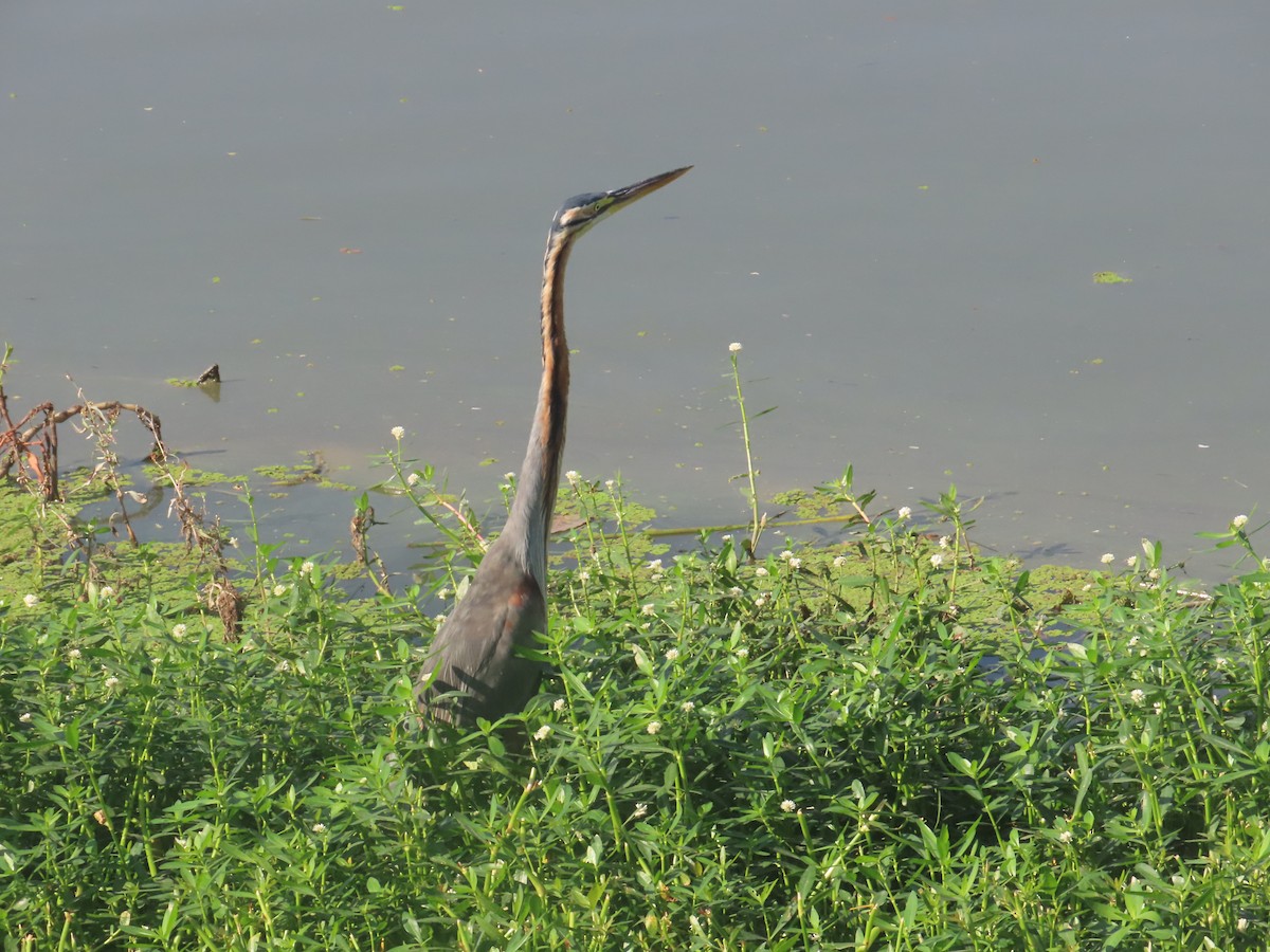 Airone rosso - ML646643207