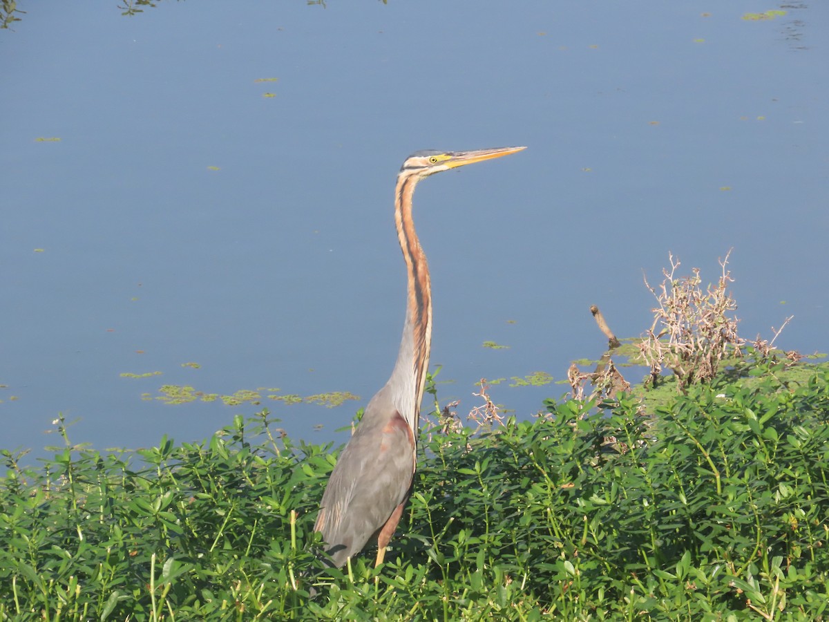 Airone rosso - ML646643208