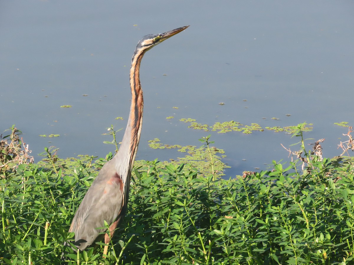 Airone rosso - ML646643209