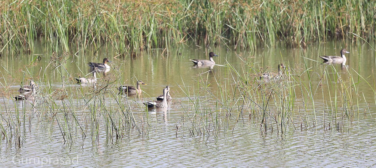 Indian Spot-billed Duck - ML646643210