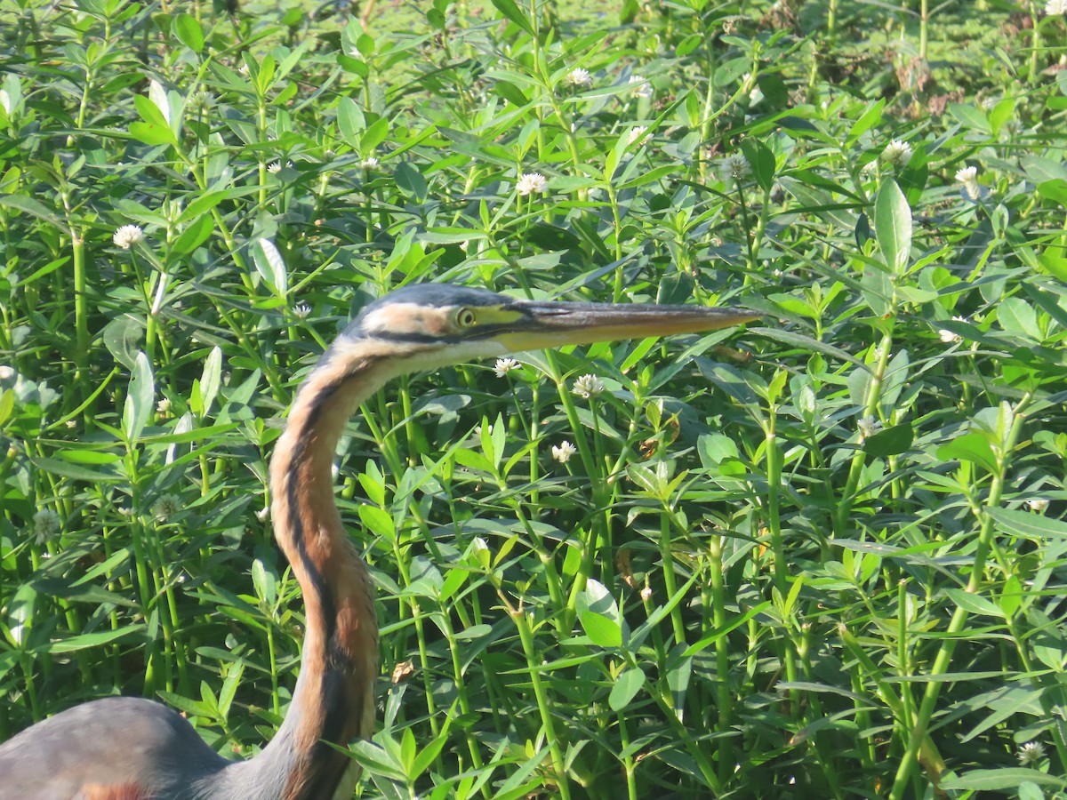 Airone rosso - ML646643211