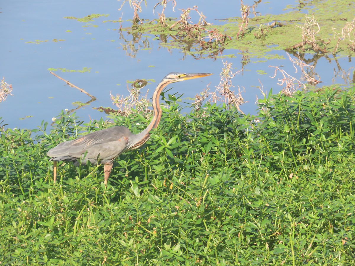 Airone rosso - ML646643212