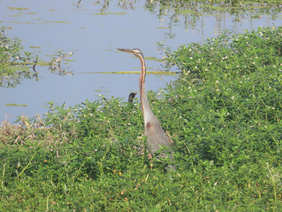 Airone rosso - ML646643213