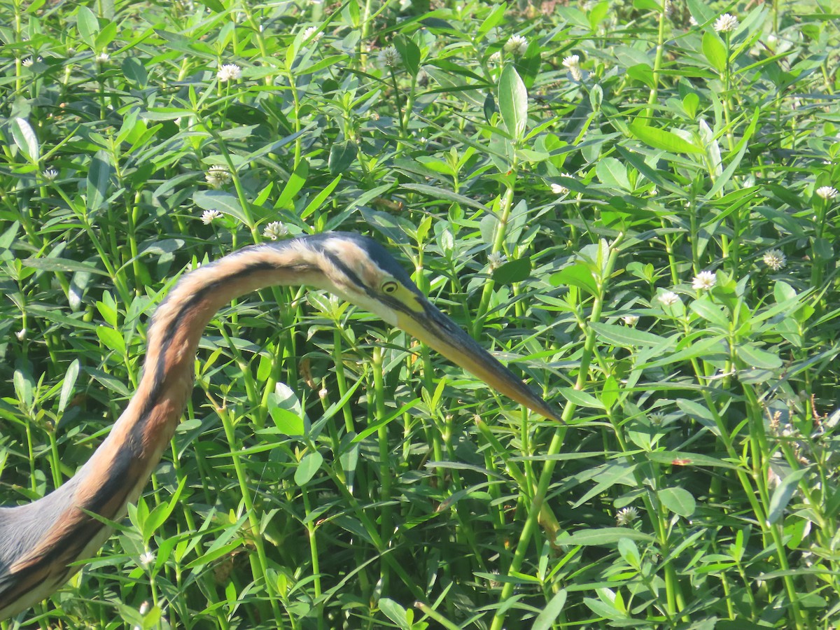 Airone rosso - ML646643214