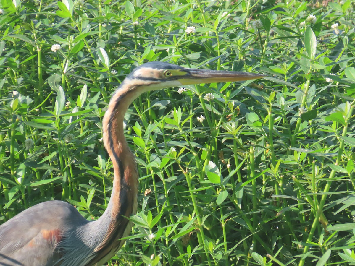 Airone rosso - ML646643215