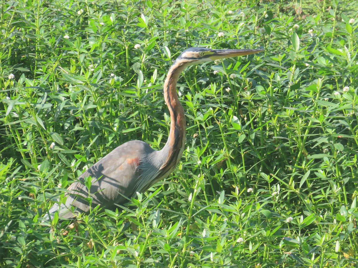 Airone rosso - ML646643216