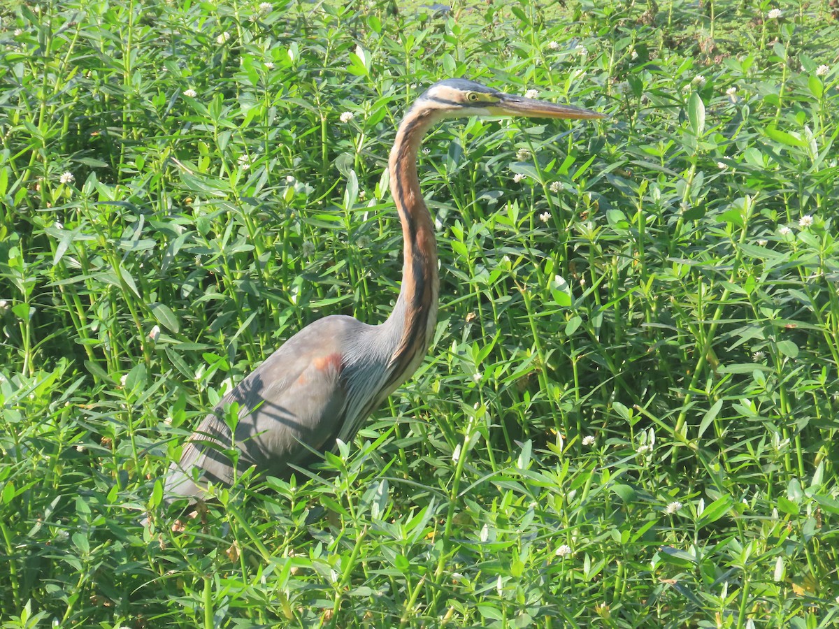 Airone rosso - ML646643217