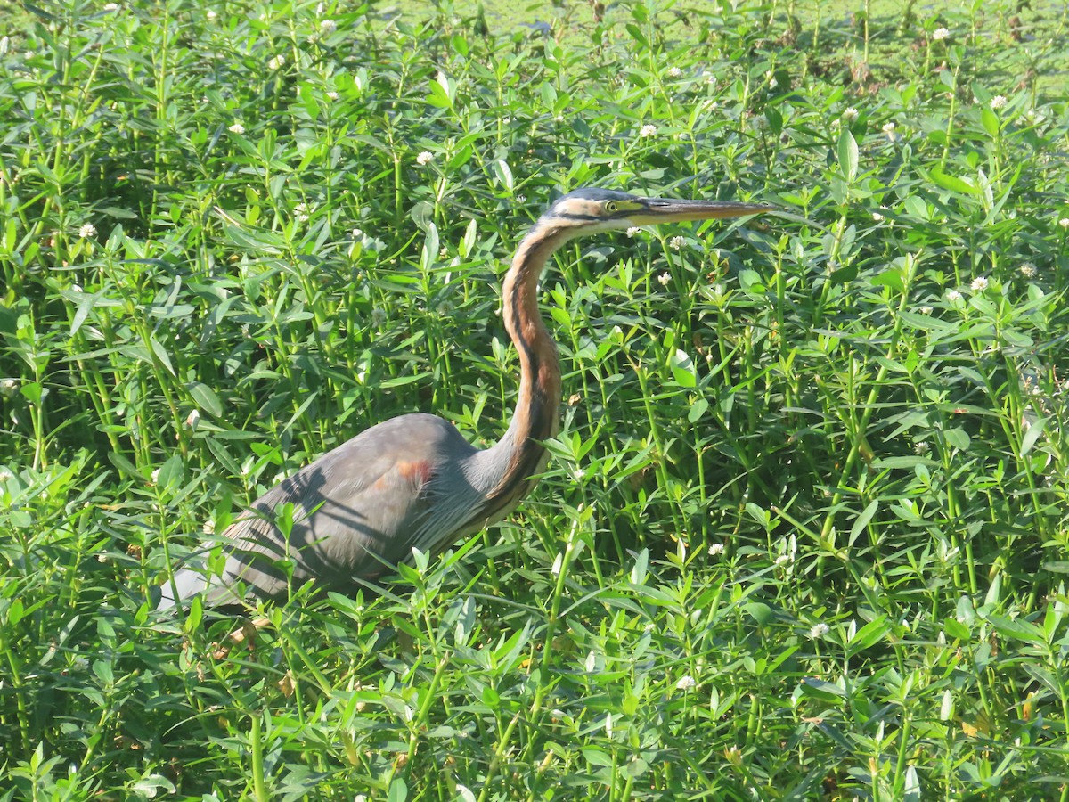 Airone rosso - ML646643218