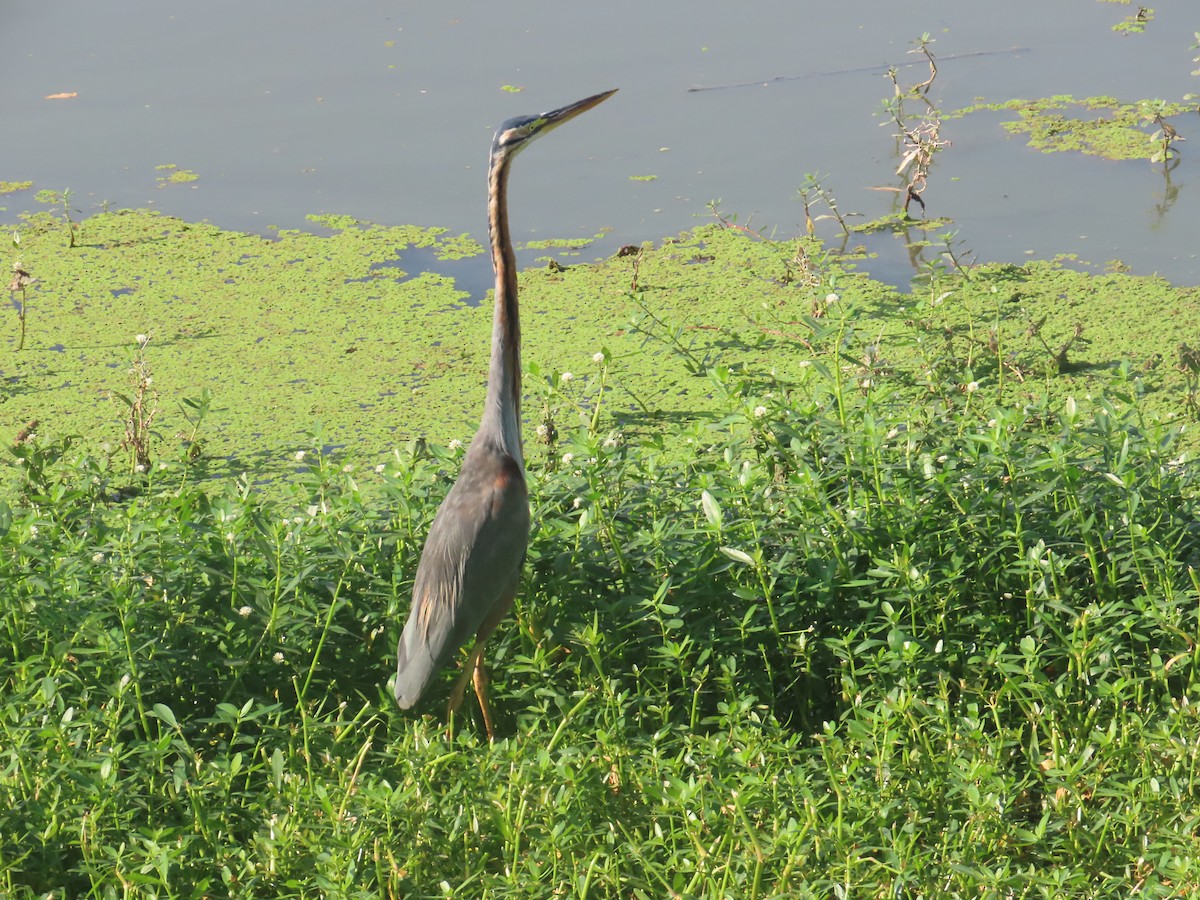 Airone rosso - ML646643219