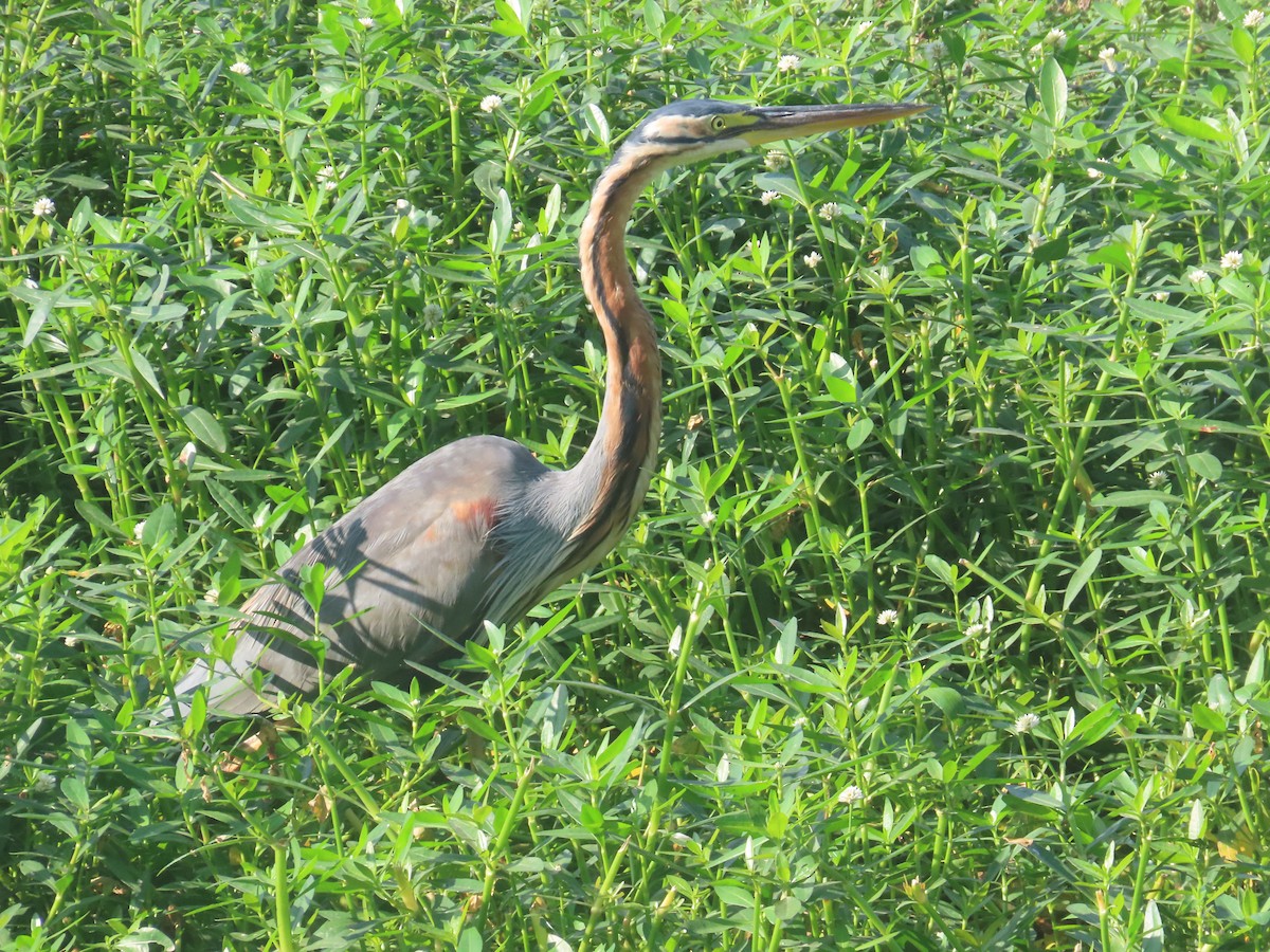 Airone rosso - ML646643220