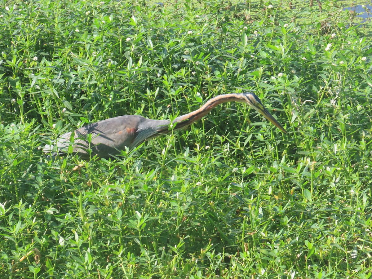 Airone rosso - ML646643221