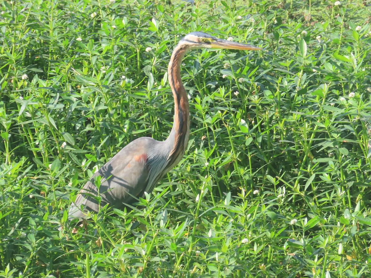 Airone rosso - ML646643222