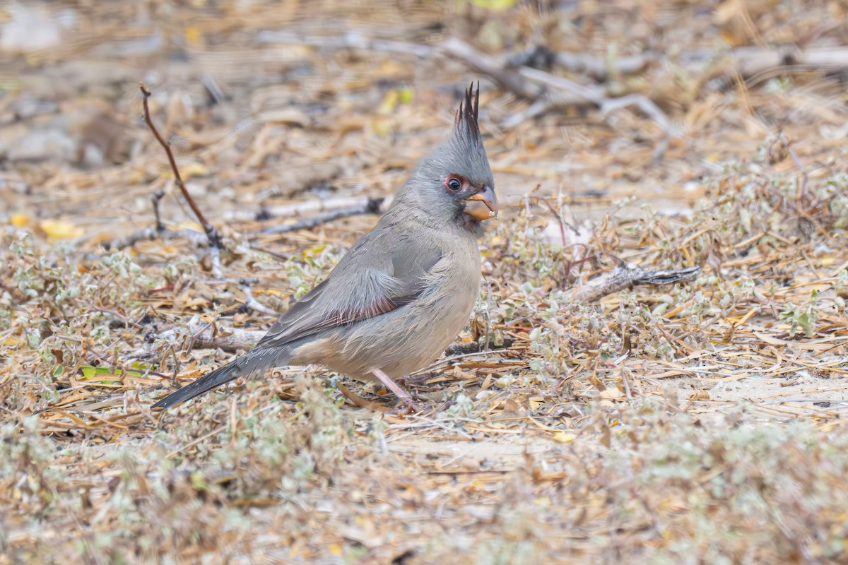 Pyrrhuloxia - ML646643224