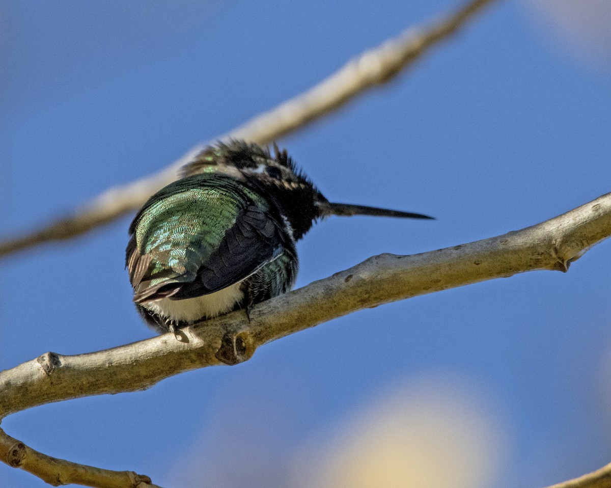 Anna's Hummingbird - ML646643225
