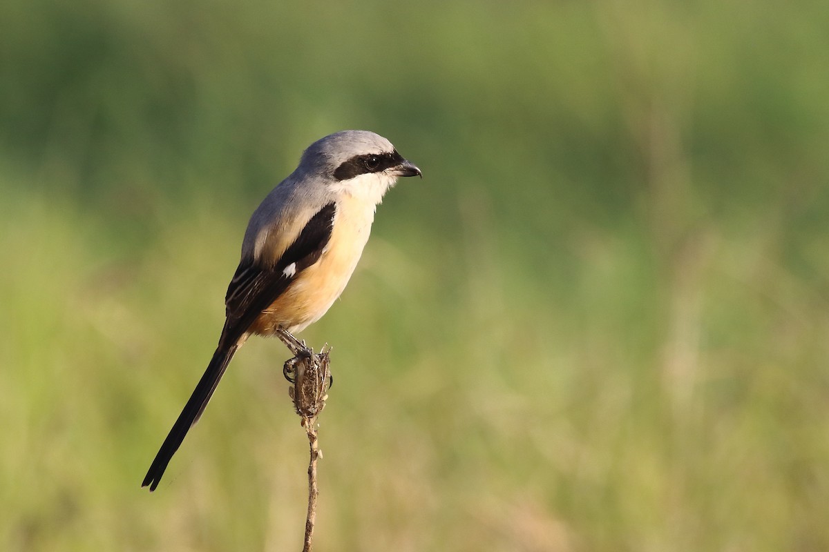 rustvarsler - ML646643226