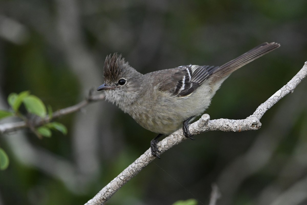 Yellow-bellied Elaenia - ML646643227