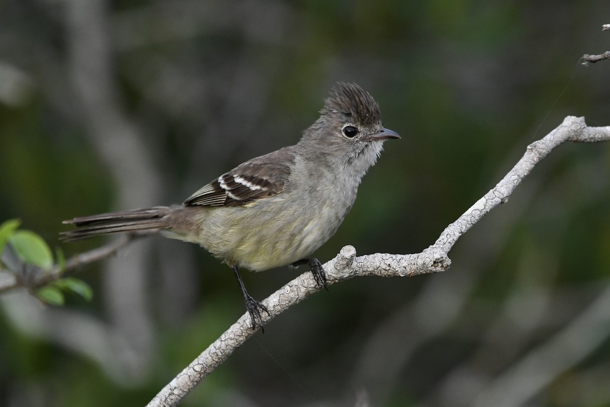 Yellow-bellied Elaenia - ML646643228