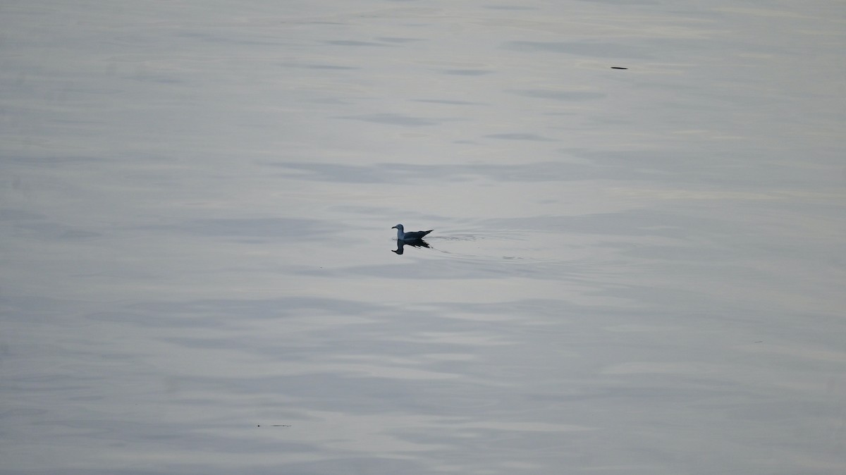 Goéland leucophée (michahellis) - ML646643230