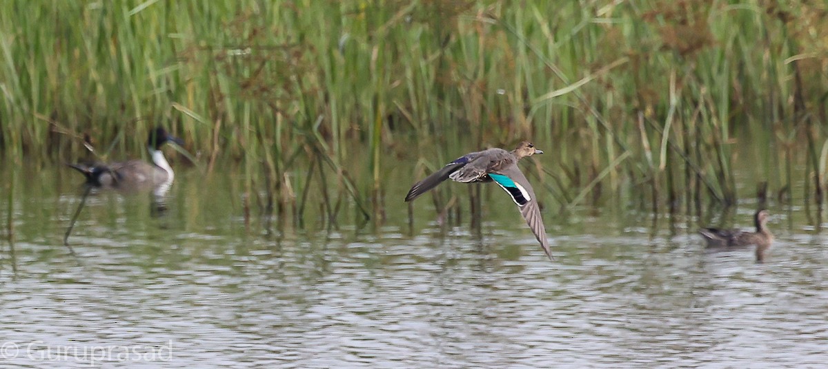 Green-winged Teal - ML646643231
