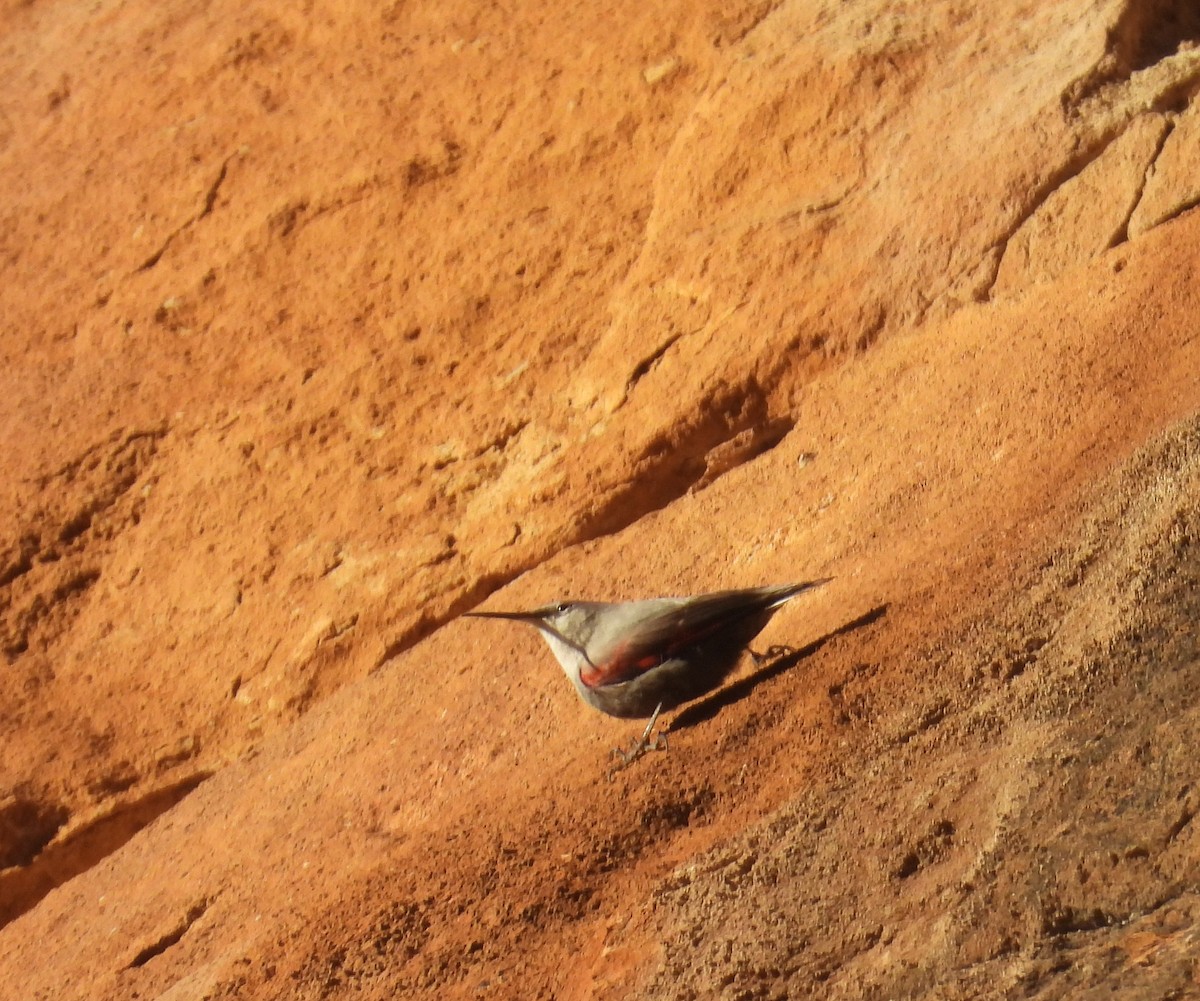 Wallcreeper - ML646643237